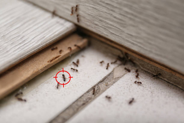 Best Emergency Pest Control  in Owingsville, KY