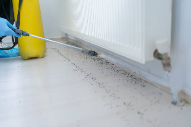 Best Pest Control for Homes  in Owingsville, KY