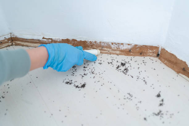 Best Termite Control Services  in Owingsville, KY